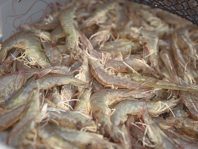 Entero crudo congelado por salmuera
