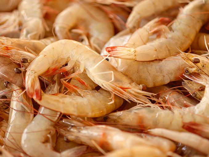 Camarones